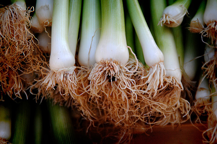 Green Onions