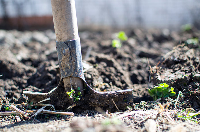 Tilling Garden to Prepare for Fall Vegetables