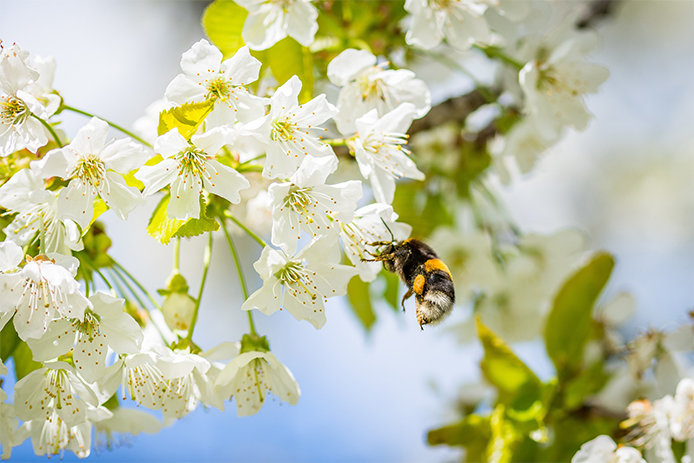 Bee and Flower