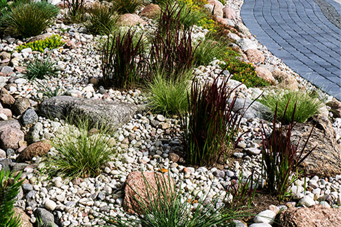 Xeriscaping